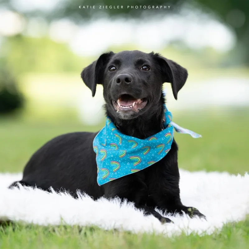 A baby small-sized male Black Labrador Retriever dog named Smokey for adoption in Huntsville, AL
