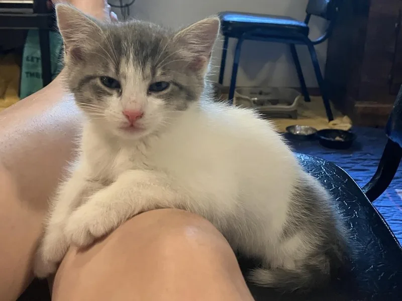 A baby medium-sized female Domestic Short Hair cat named Rolo for adoption in China Township, MI