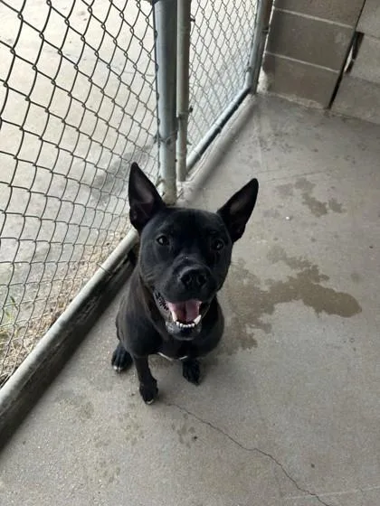 Aldo