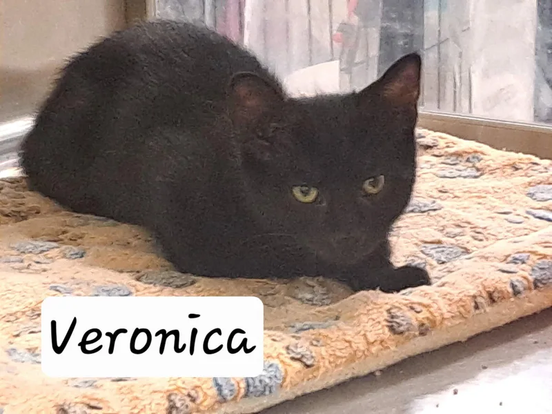 Veronica