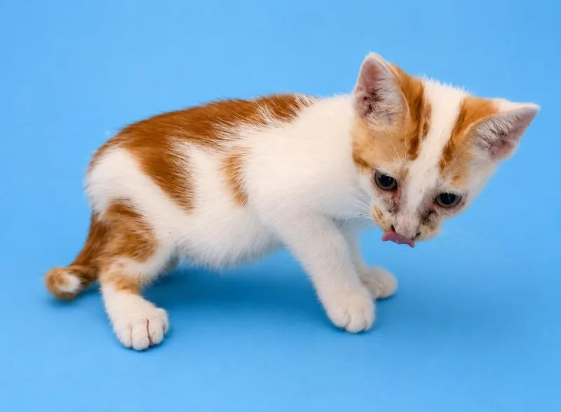 A baby small-sized male Domestic Short Hair cat named Mickey for adoption in Wauchula, FL