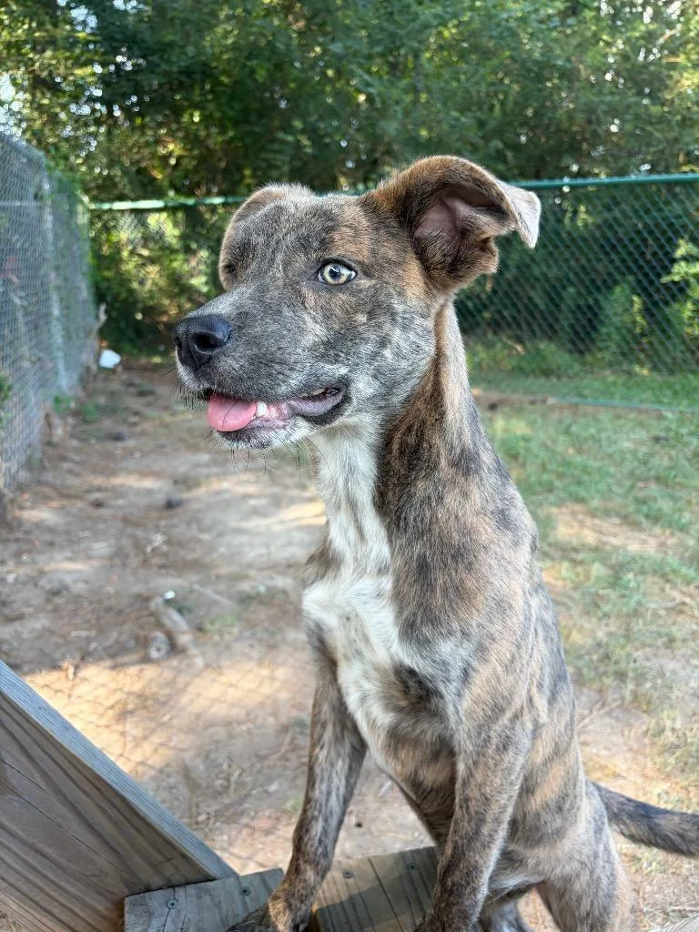 A baby medium-sized female Shepherd dog named Oreo Cookie for adoption in Little Rock, AR