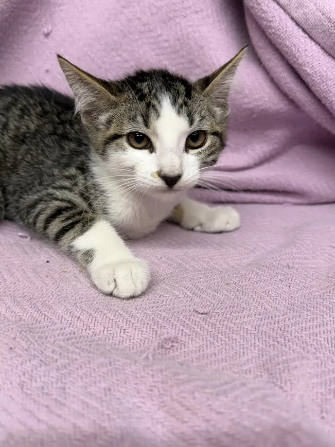 A young small-sized female Tabby (Buff / Tan / Fawn) Domestic Short Hair cat named Ash for adoption in Oakdale, CA