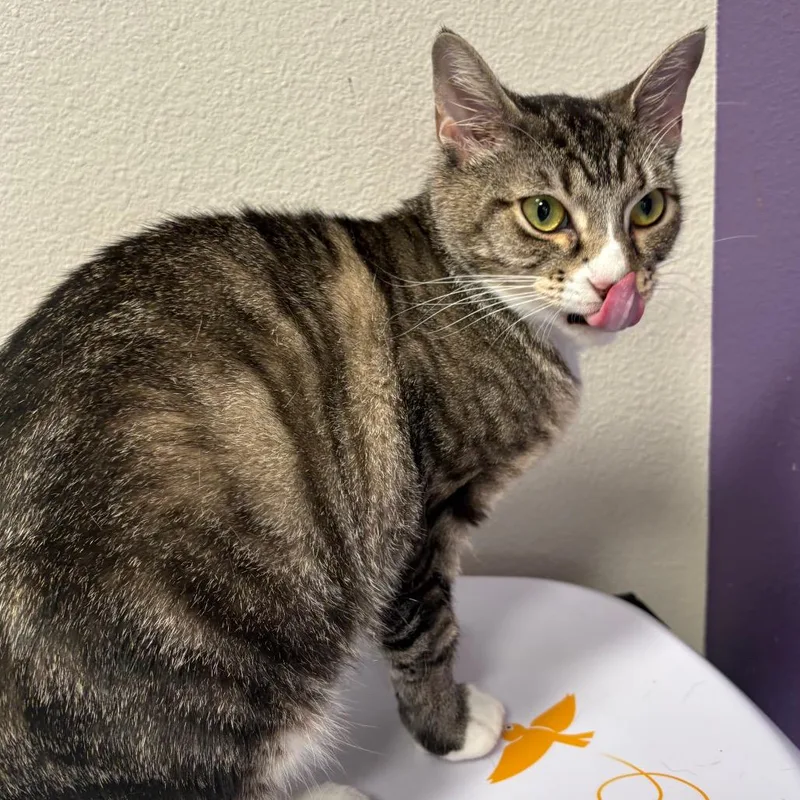 An adult medium-sized female Brown / Chocolate Domestic Short Hair cat named Ryleigh for adoption in Englewood, FL