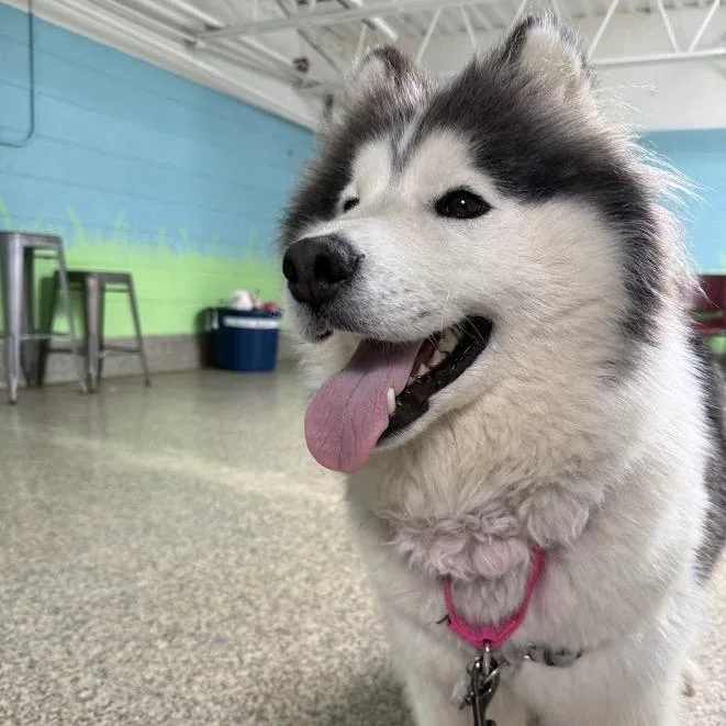 An adult medium-sized female White / Cream Husky dog named Izzy for adoption in Falls Church, VA