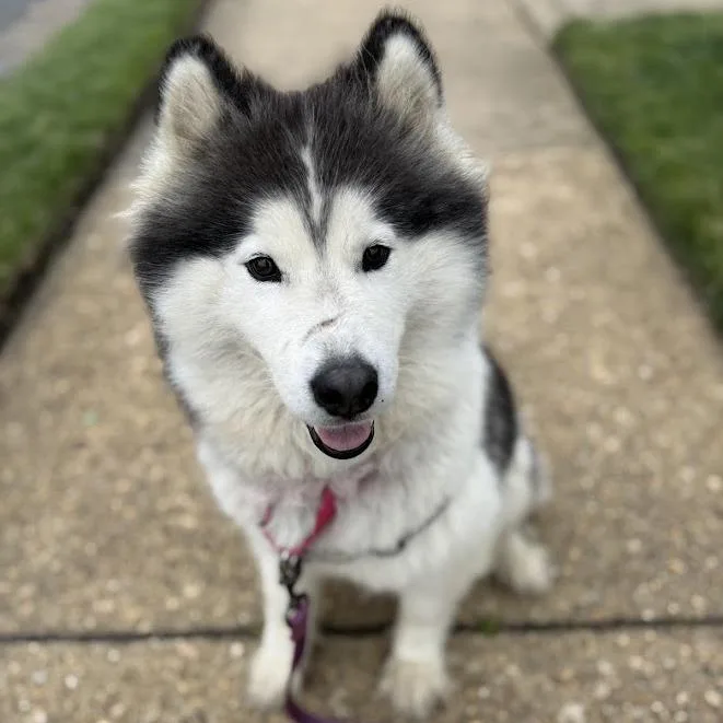 Izzy thumbnail 6