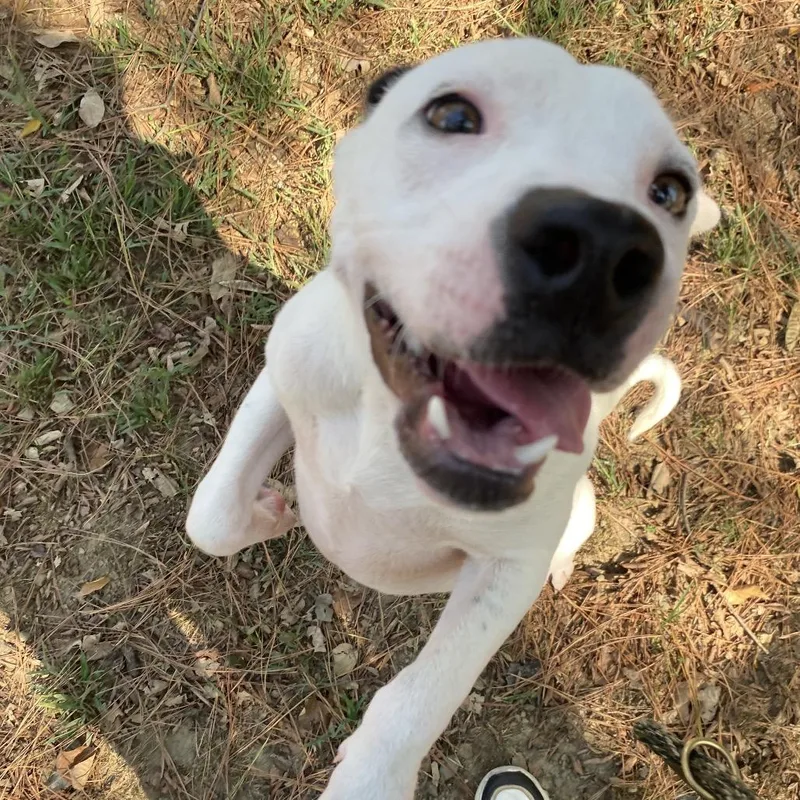 A young small-sized male Terrier dog named Miller for adoption in Birmingham, AL