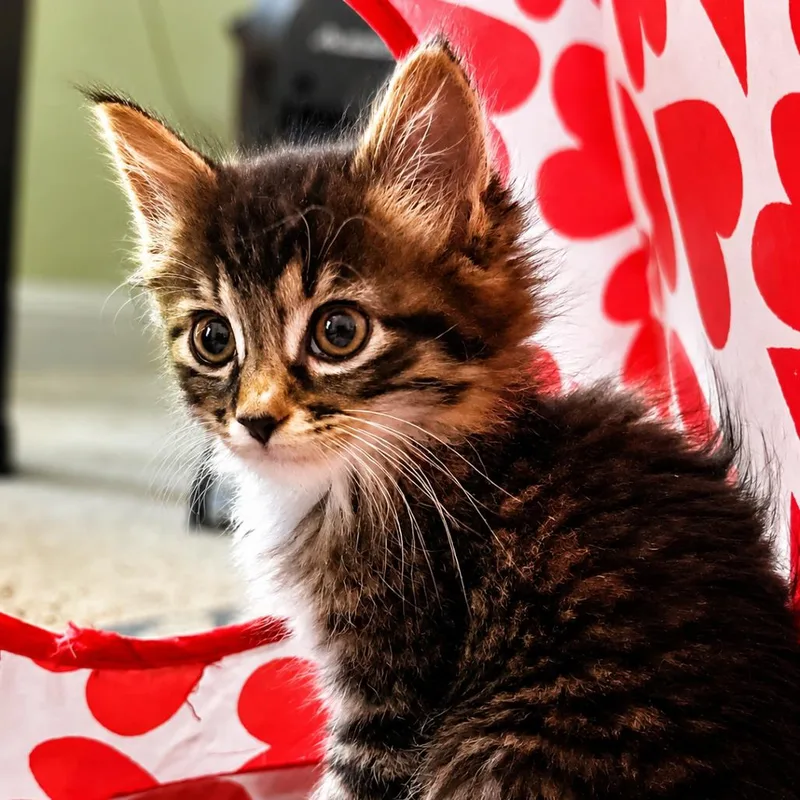 A baby small-sized female Brown / Chocolate Domestic Medium Hair cat named Luna for adoption in Pleasanton, CA