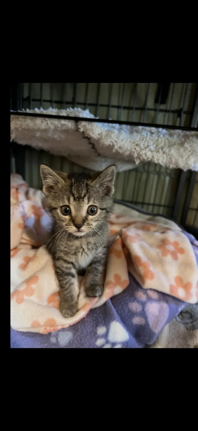 A baby small-sized female Domestic Short Hair cat named Dixie for adoption in Sneads Ferry, NC