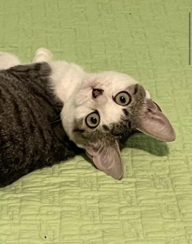 Cp  Nc Scooter thumbnail 2