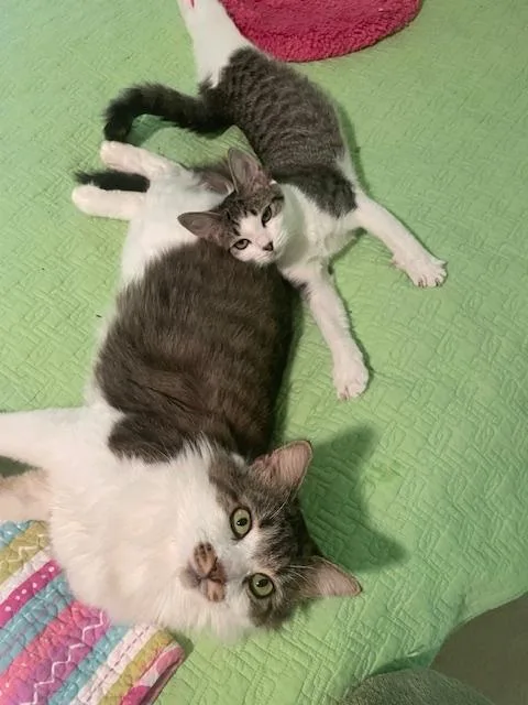 Cp  Nc Scooter thumbnail 3