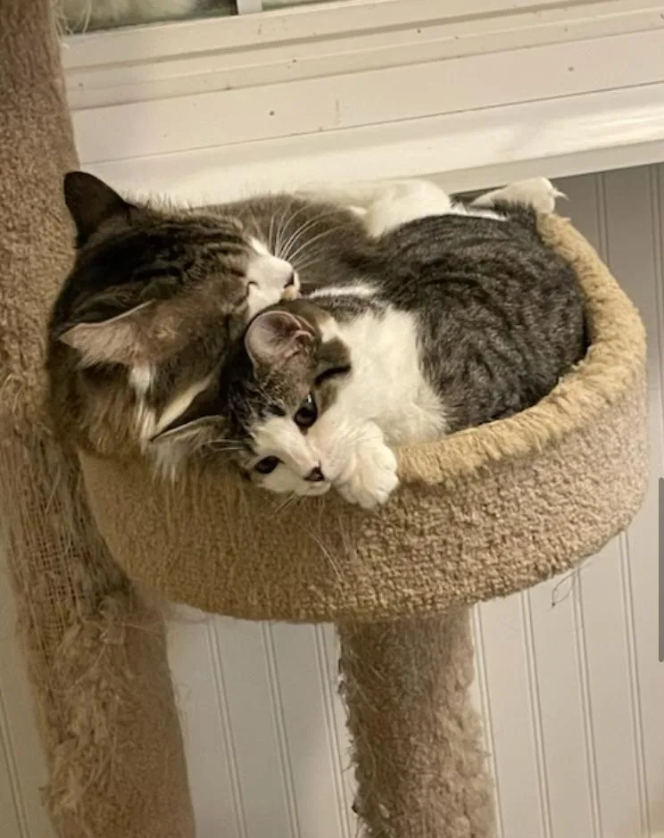 Cp  Nc Scooter thumbnail 4