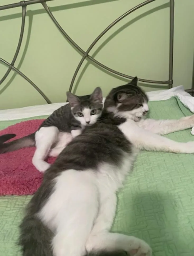 Cp  Nc Scooter thumbnail 5