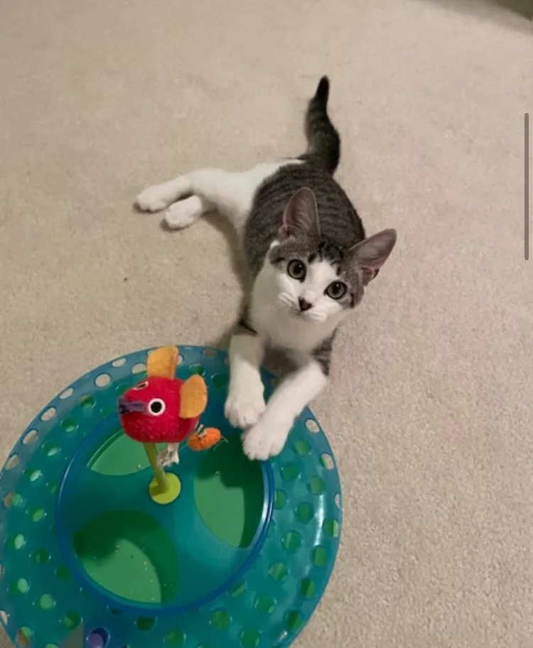 Cp  Nc Scooter thumbnail 6