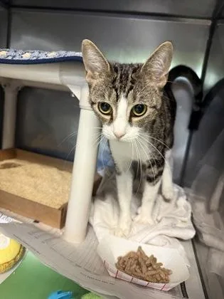 An adult small-sized female Domestic Short Hair cat named Catwoman for adoption in Madison, NJ