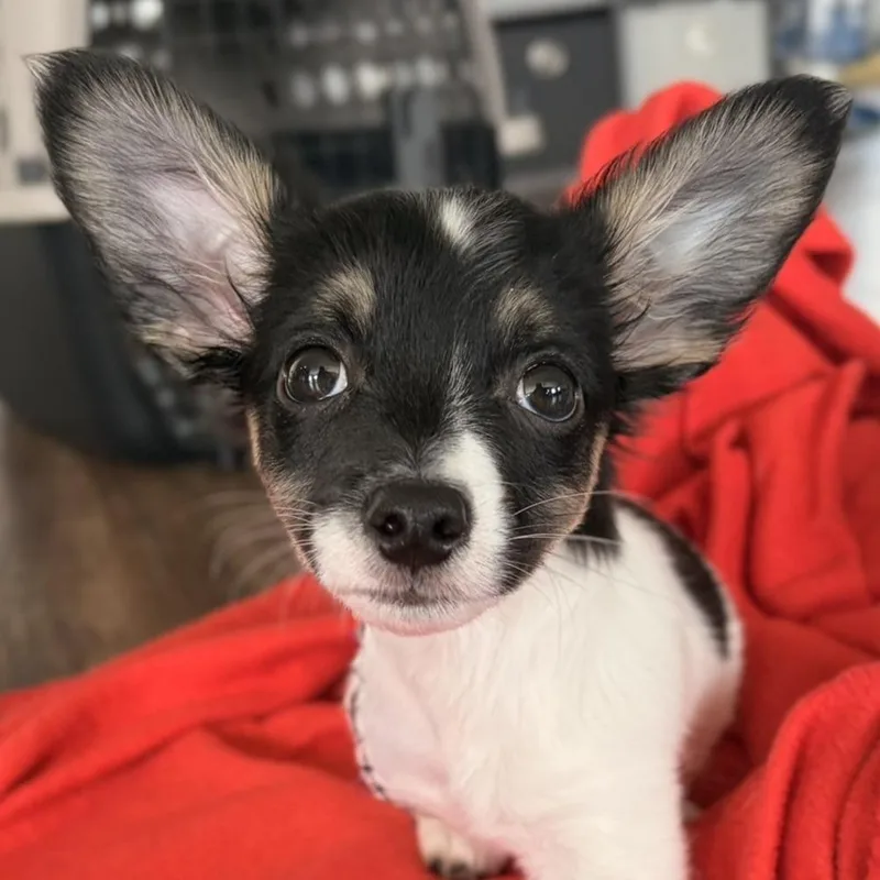 A baby small-sized male Rat Terrier dog named Dante for adoption in Jefferson, WI