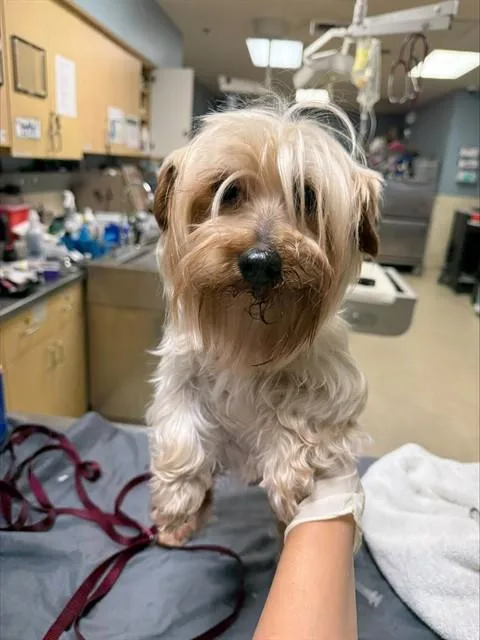A senior small-sized female Yorkshire Terrier dog named Twinkie for adoption in Riverside, CA