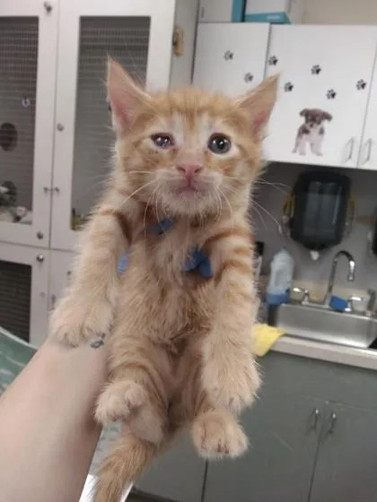 A baby small-sized male Domestic Short Hair cat named Limonite for adoption in Palm Coast, FL