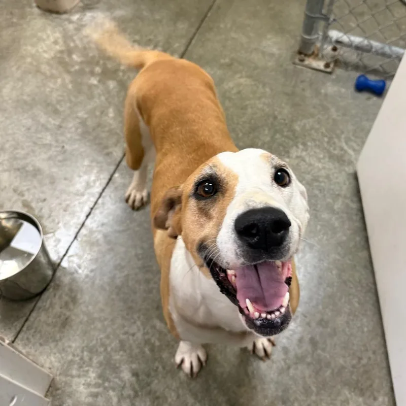 An adult large-sized female White / Cream Mixed Breed dog named Honeydew for adoption in Muncie, IN