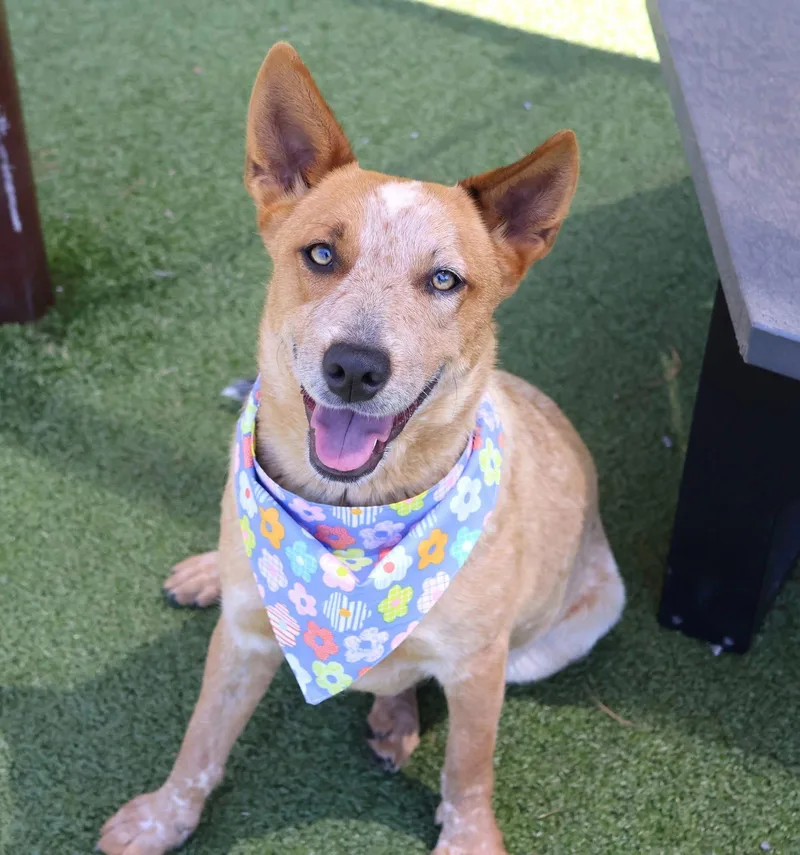 An adult large-sized female Australian Cattle Dog / Blue Heeler dog named Ella Athens for adoption in Rockaway, NJ