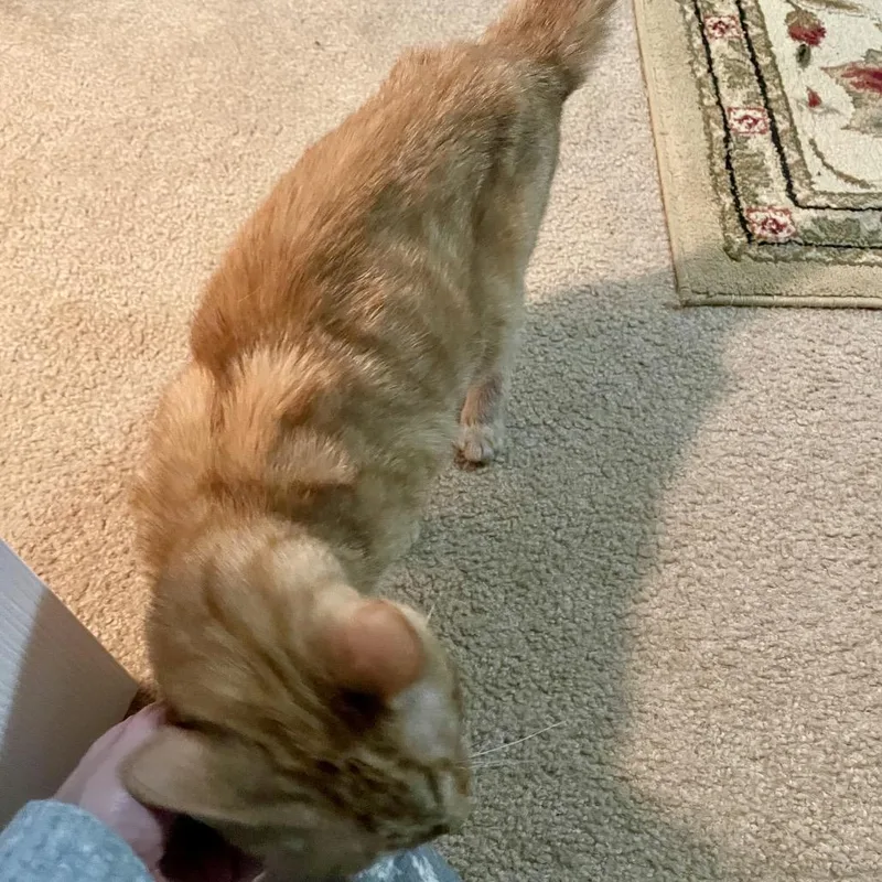 Gingerbread thumbnail 3
