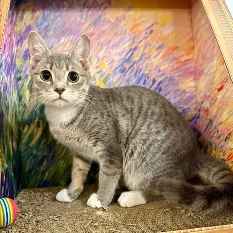 A young medium-sized male Tabby (Gray / Blue / Silver) Domestic Short Hair cat named Harry for adoption in SNOW HILL, NC