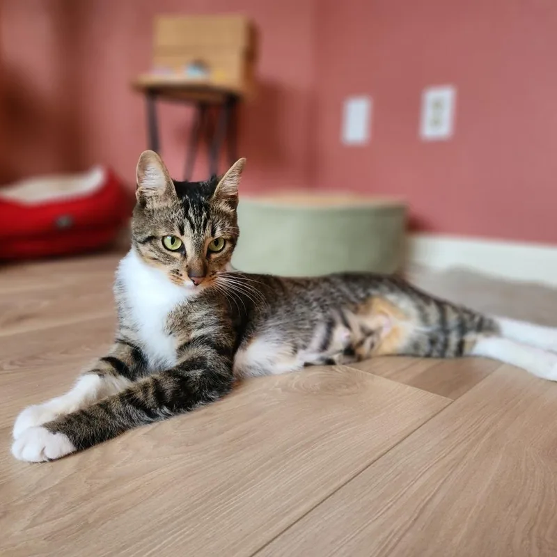 A young medium-sized female Brown / Chocolate Domestic Short Hair cat named Aspen for adoption in Santa Rosa, CA