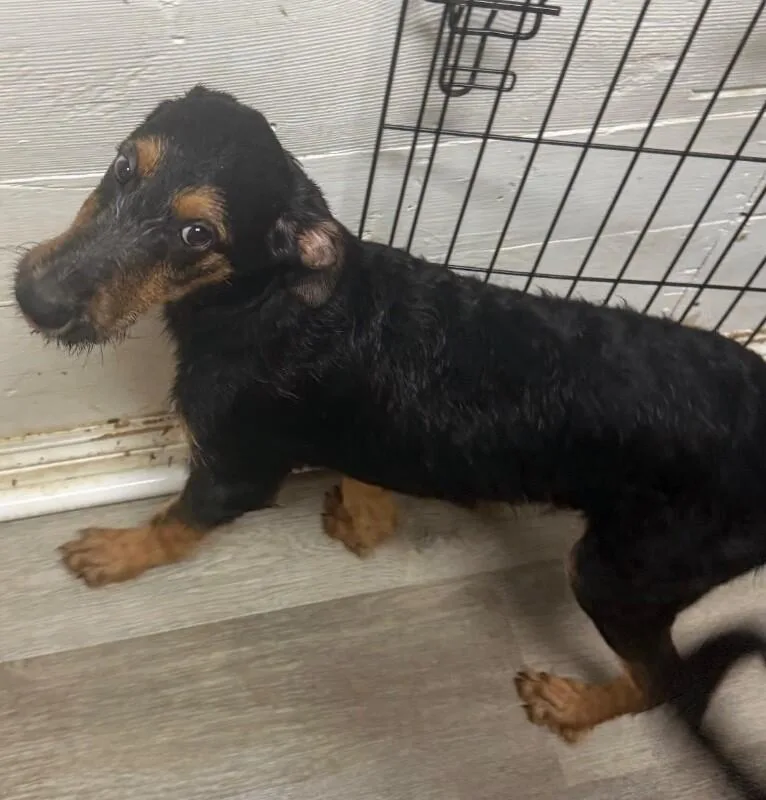 A baby large-sized male Black German Shepherd Dog dog named Frodo for adoption in Van Nuys, CA