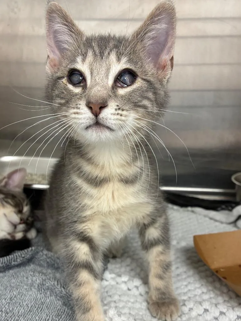 A baby medium-sized male Domestic Short Hair cat named Yeti for adoption in Hartsville, SC