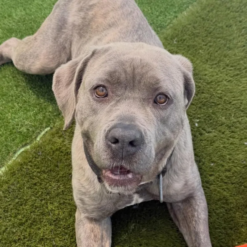 A young large-sized female Brindle Cane Corso dog named Rae for adoption in Warren, OH