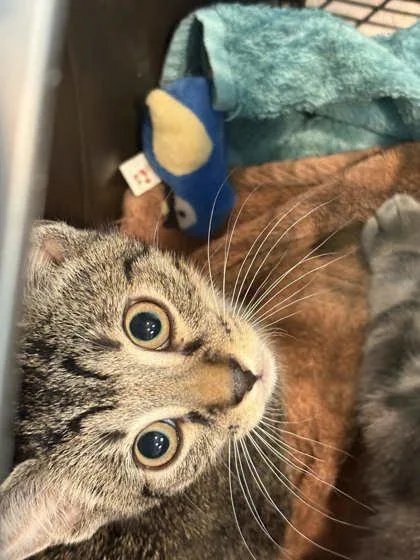 A baby small-sized male Domestic Short Hair cat named Sorbet for adoption in Memphis, TN