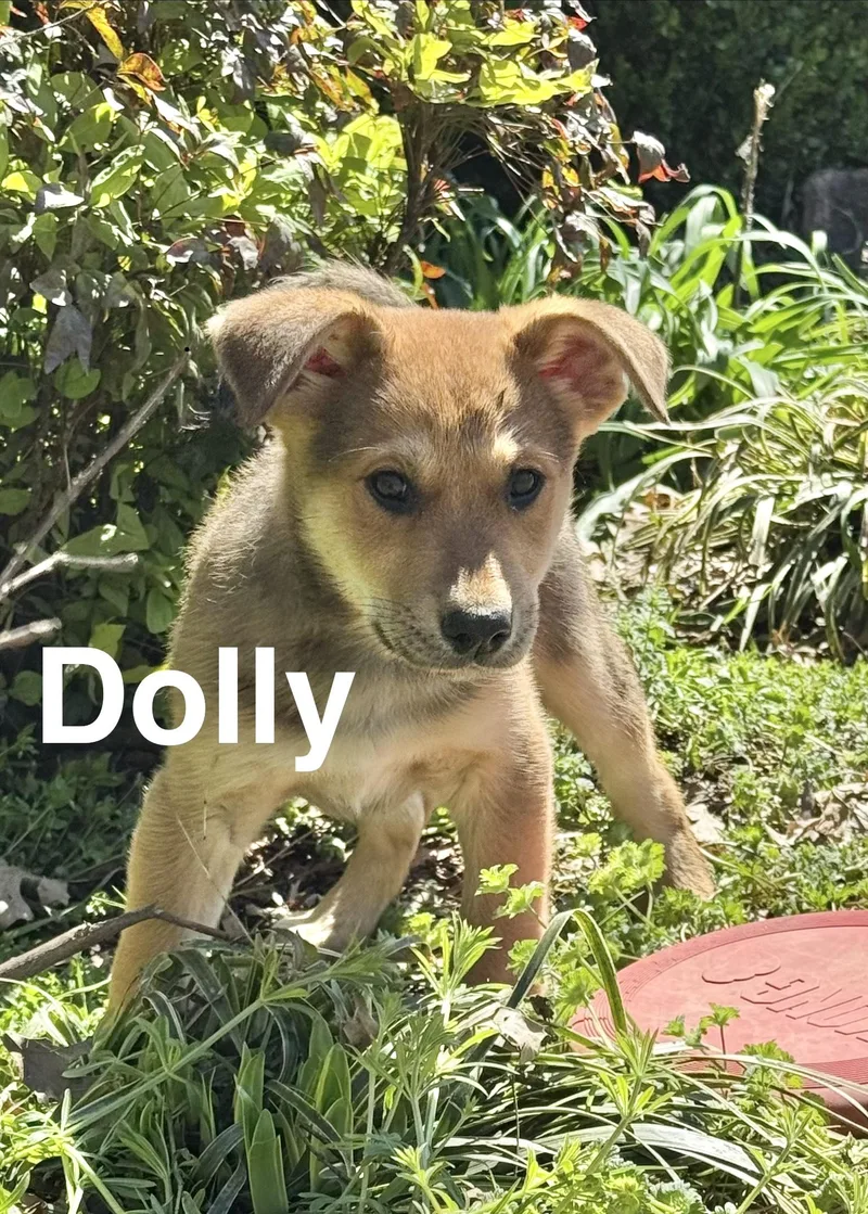 Dolly