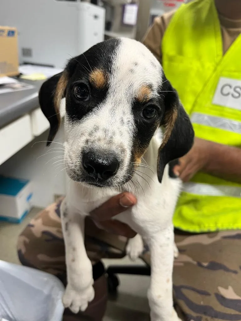 A baby small-sized female Beagle dog named Marlow for adoption in Hopkinsville, KY