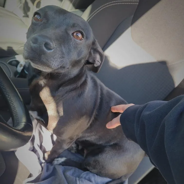An adult small-sized female Jack Russell Terrier dog named Cookie for adoption in Inez, TX