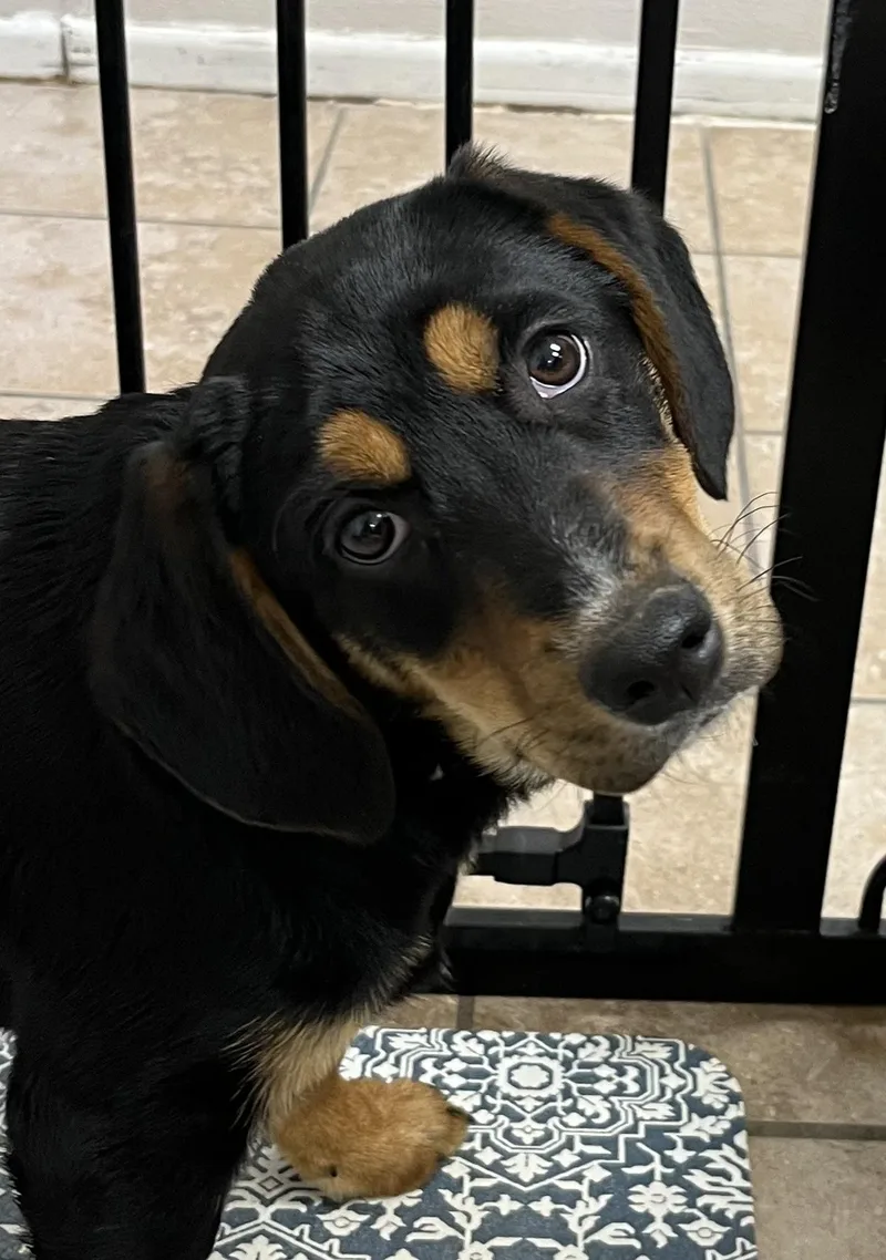 A young medium-sized female Bicolor Labrador Retriever dog named Gail for adoption in Farmington, MO