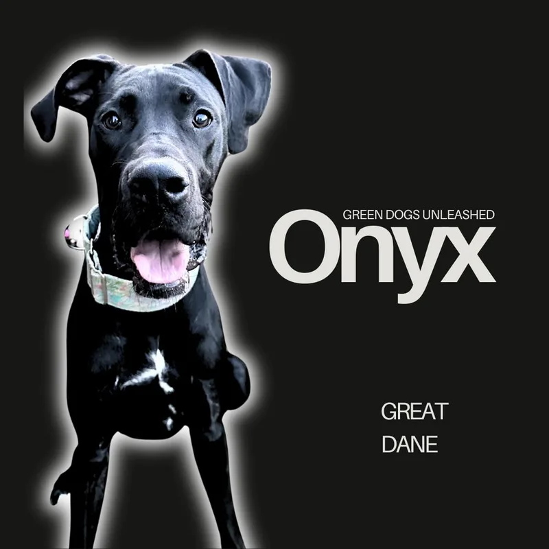 A young large-sized female Black Great Dane dog named Onyx for adoption in Troy, VA