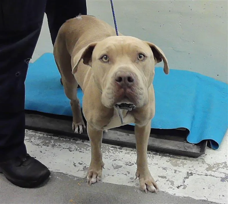 An adult large-sized female Staffordshire Bull Terrier dog named Manuela for adoption in Houston, TX