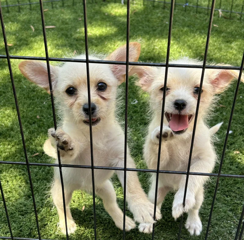 A baby small-sized female Cairn Terrier dog named Thelma and Louise for adoption in Sarasota, FL