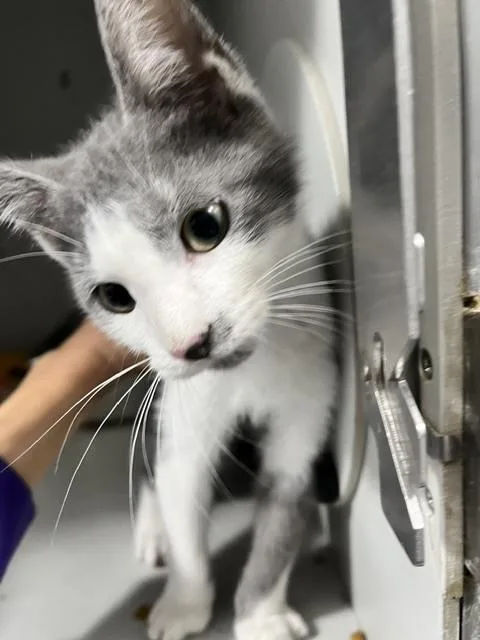 A baby small-sized male Gray & White Domestic Short Hair cat named George for adoption in Anoka, MN