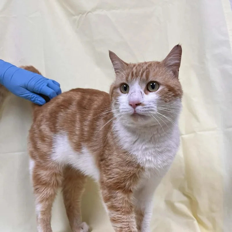 Svasstray thumbnail 2