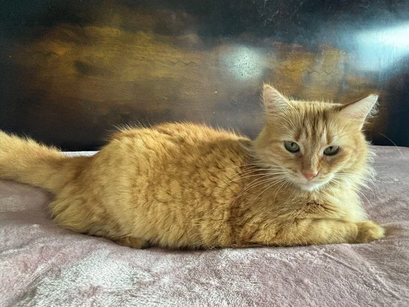 A young medium-sized female Orange / Red Domestic Medium Hair cat named Marina for adoption in San Juan, PR
