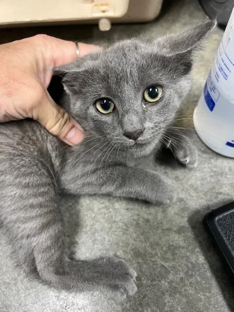 A baby small-sized female Domestic Medium Hair cat named Echo IndoorOutdoor for adoption in Chickamauga , GA