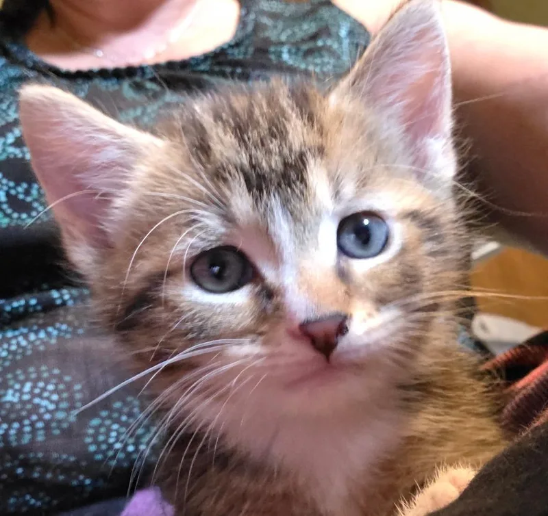 A baby medium-sized male Domestic Short Hair cat named Stewie fka Petal Bell for adoption in Windsor, CT