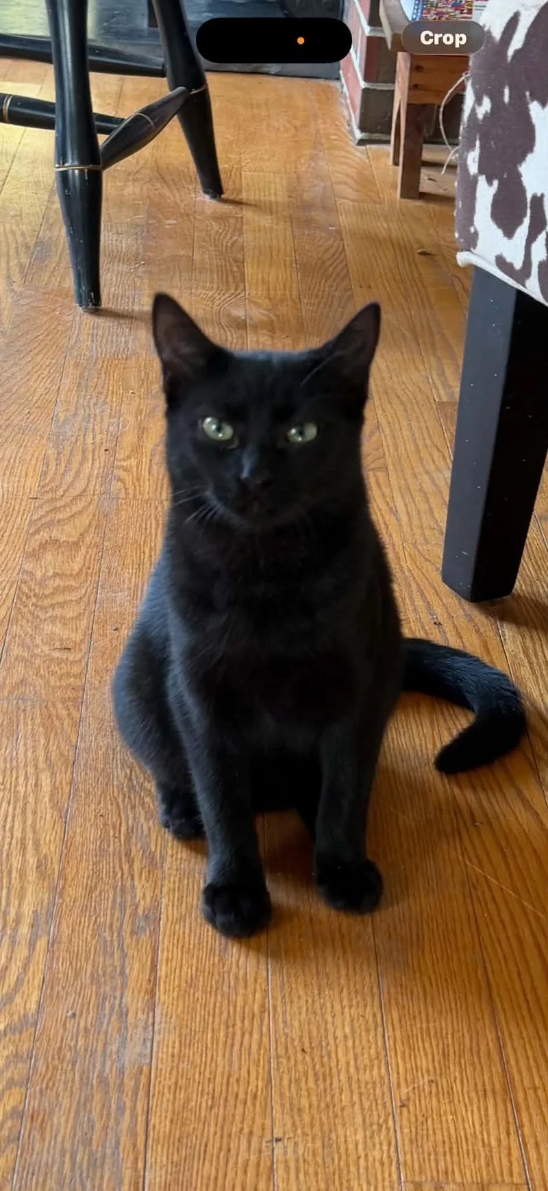 A baby medium-sized female Black American Shorthair cat named Baguette for adoption in Brunswick, ME