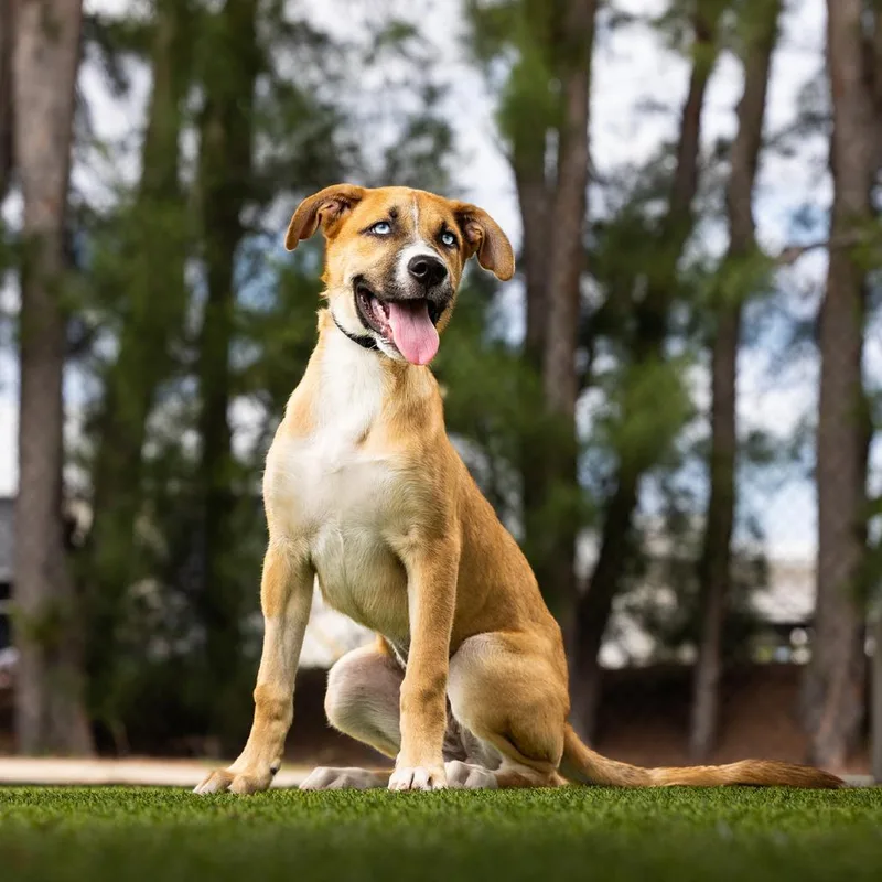 A baby medium-sized female Yellow / Tan / Blond / Fawn Mixed Breed dog named Ruby for adoption in Jupiter, FL