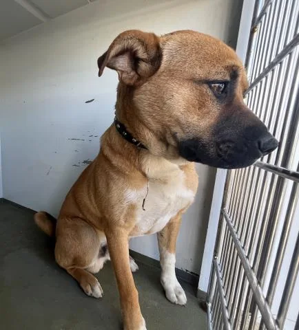A young medium-sized male Pit Bull Terrier dog named Chalupa for adoption in San Luis Obispo, CA