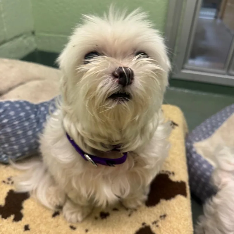 Khaleesi thumbnail 2