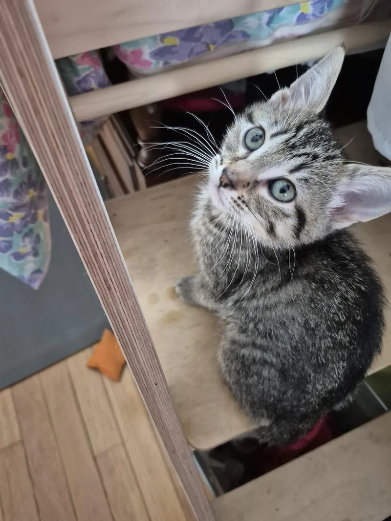 A baby medium-sized female Domestic Short Hair cat named Wool for adoption in Wheaton, IL
