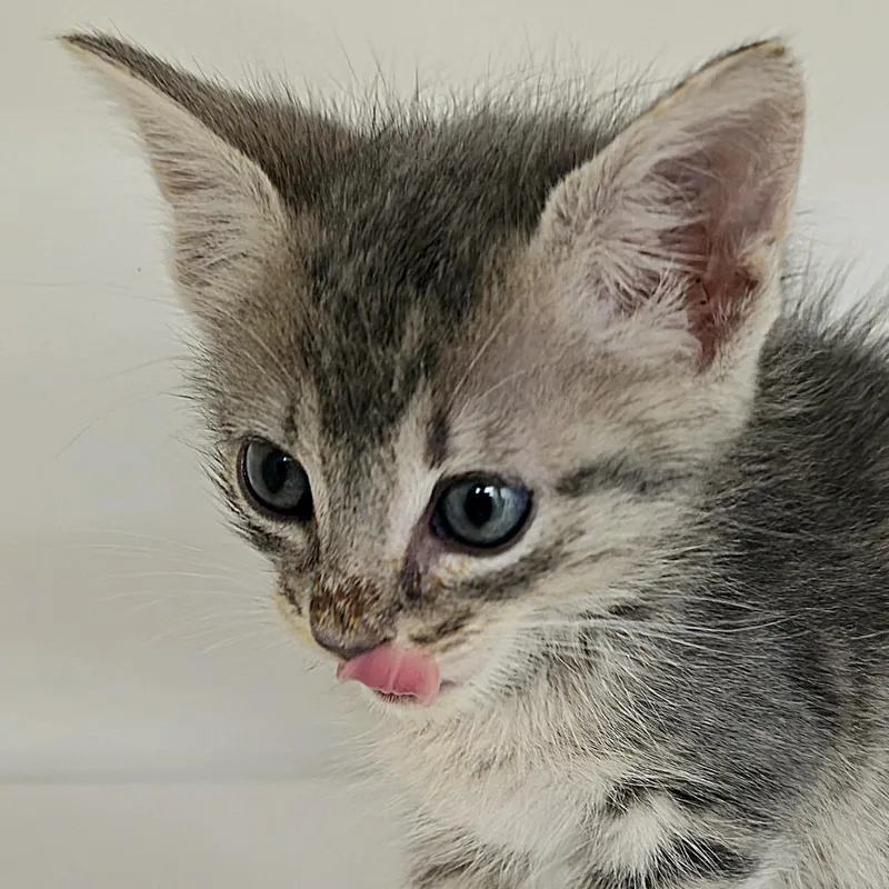 A baby small-sized female Domestic Short Hair cat named Sweetie Cakes for adoption in Cumming, GA