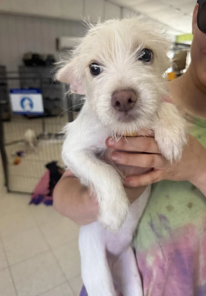 A baby small-sized female Terrier dog named Bambi for adoption in Lemoore, CA